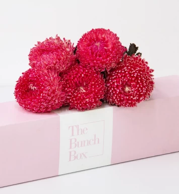 Magenta Magic Chrysanthemum