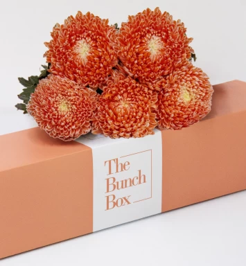 Desert Flame Chrysanthemums