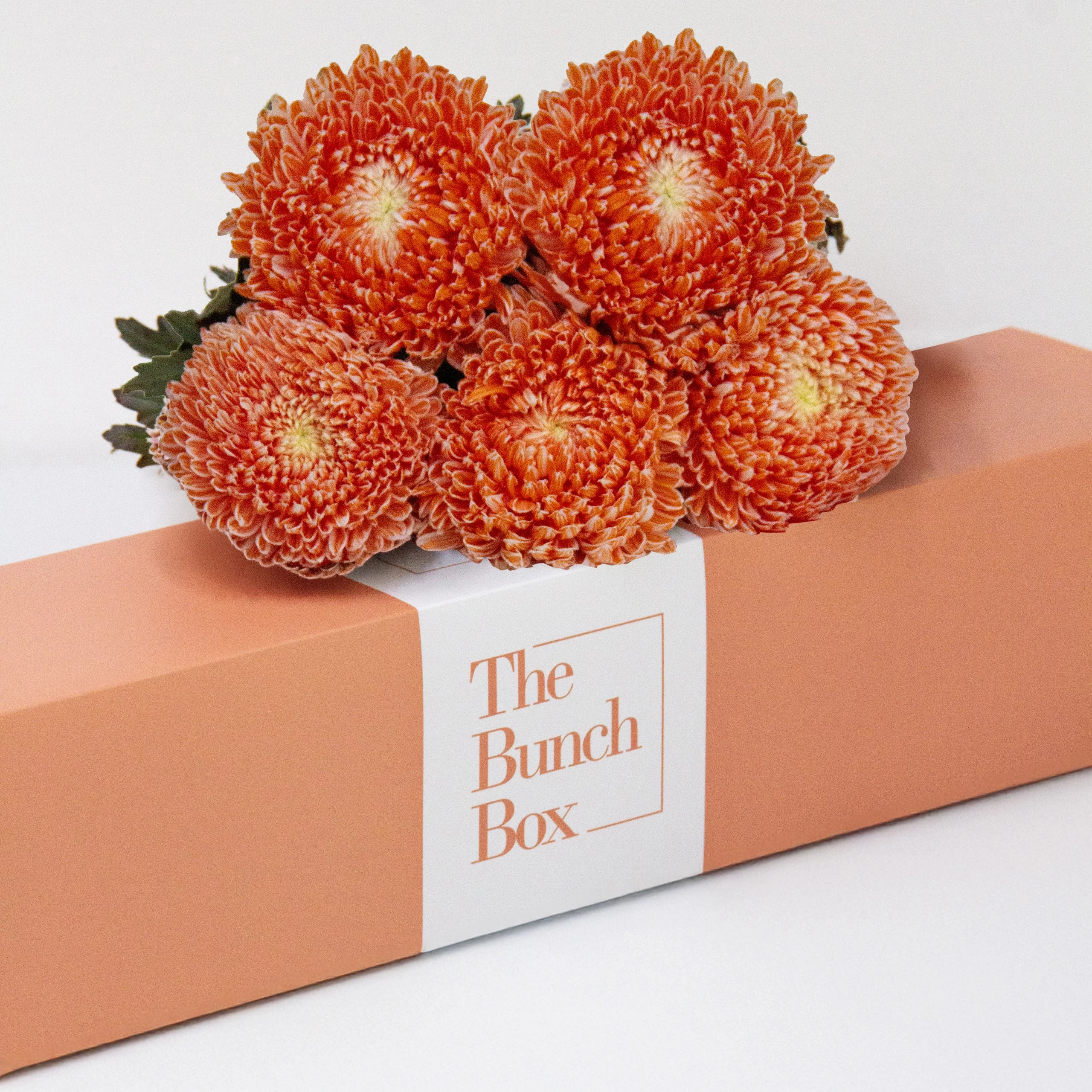 Desert Flame Chrysanthemums