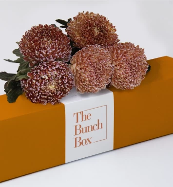 Serene Chrysanthemums