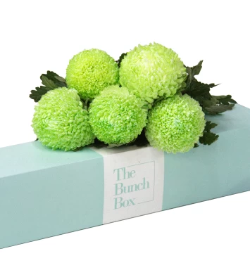 Meadow Lime Chrysanthemums