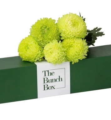 Verdant Aura Chrysanthemums