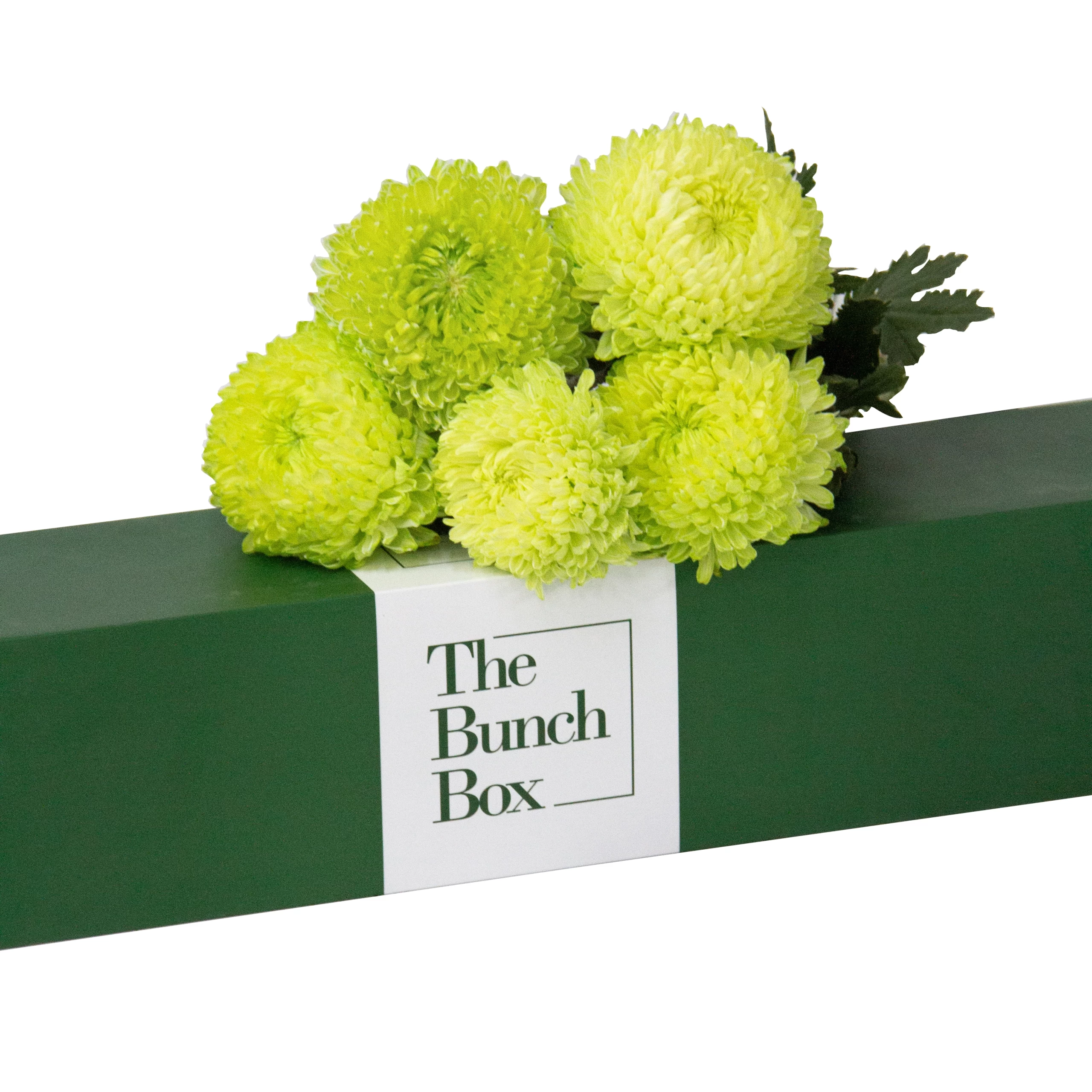 Verdant Aura Chrysanthemums