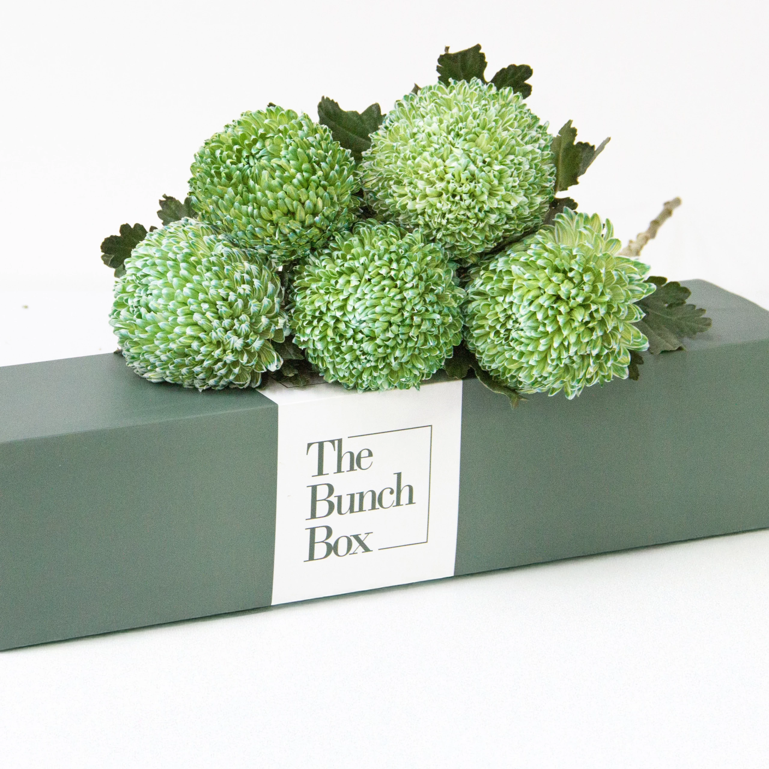 Green Grooves Chrysanthemums