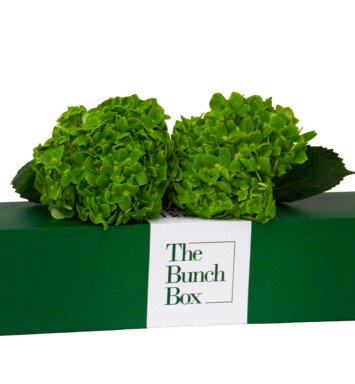 Experience lush beauty with 2 stunning green Hydrangea Emerald blooms from THE BUNCH BOX. Fresh and captivating, delivered in Dubai.