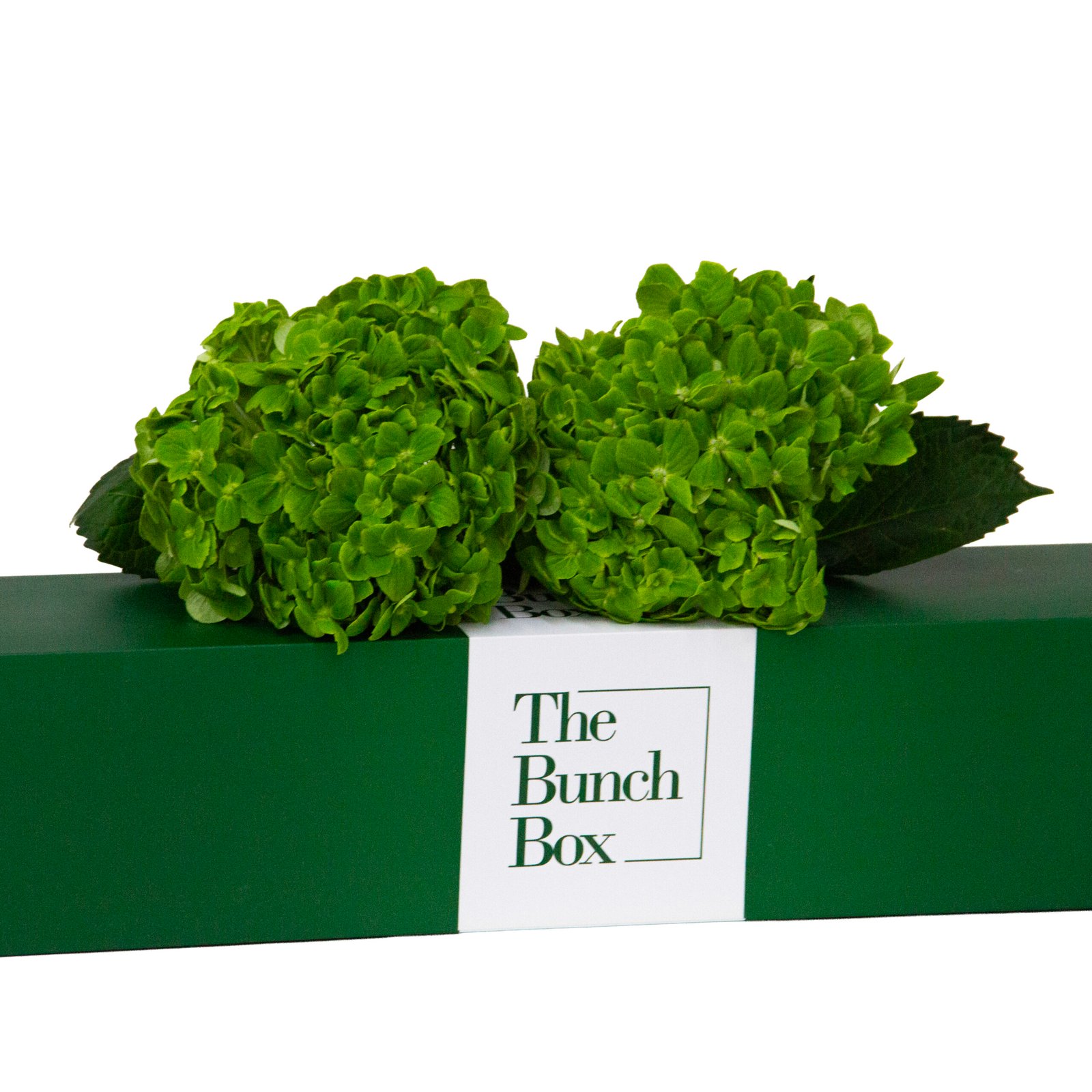 Experience lush beauty with 2 stunning green Hydrangea Emerald blooms from THE BUNCH BOX. Fresh and captivating, delivered in Dubai.
