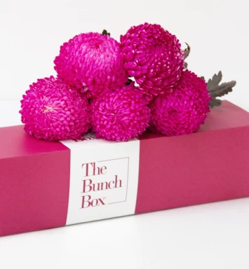 Raspberry Orb Chrysanthemums