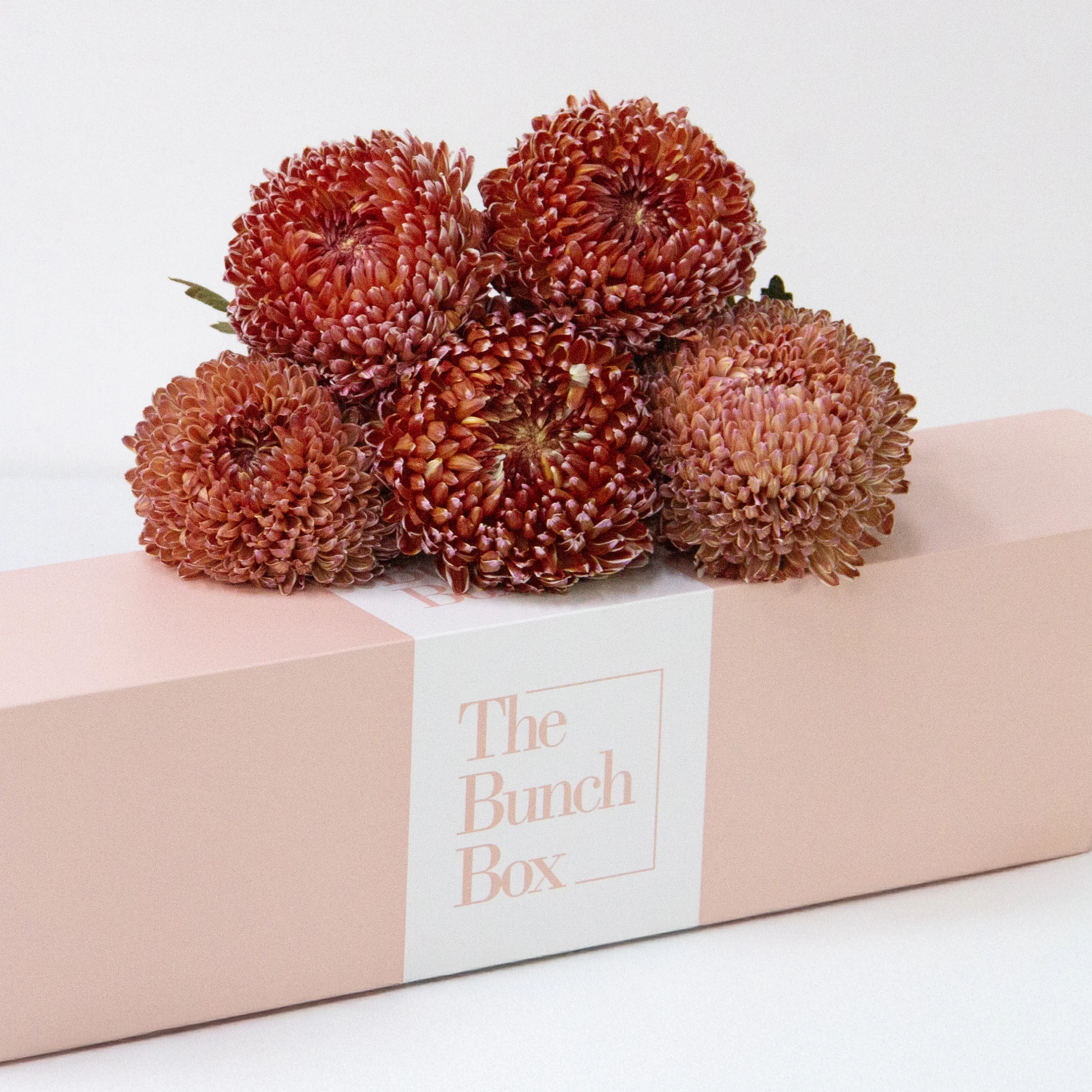 Crimson Button Chrysanthemums