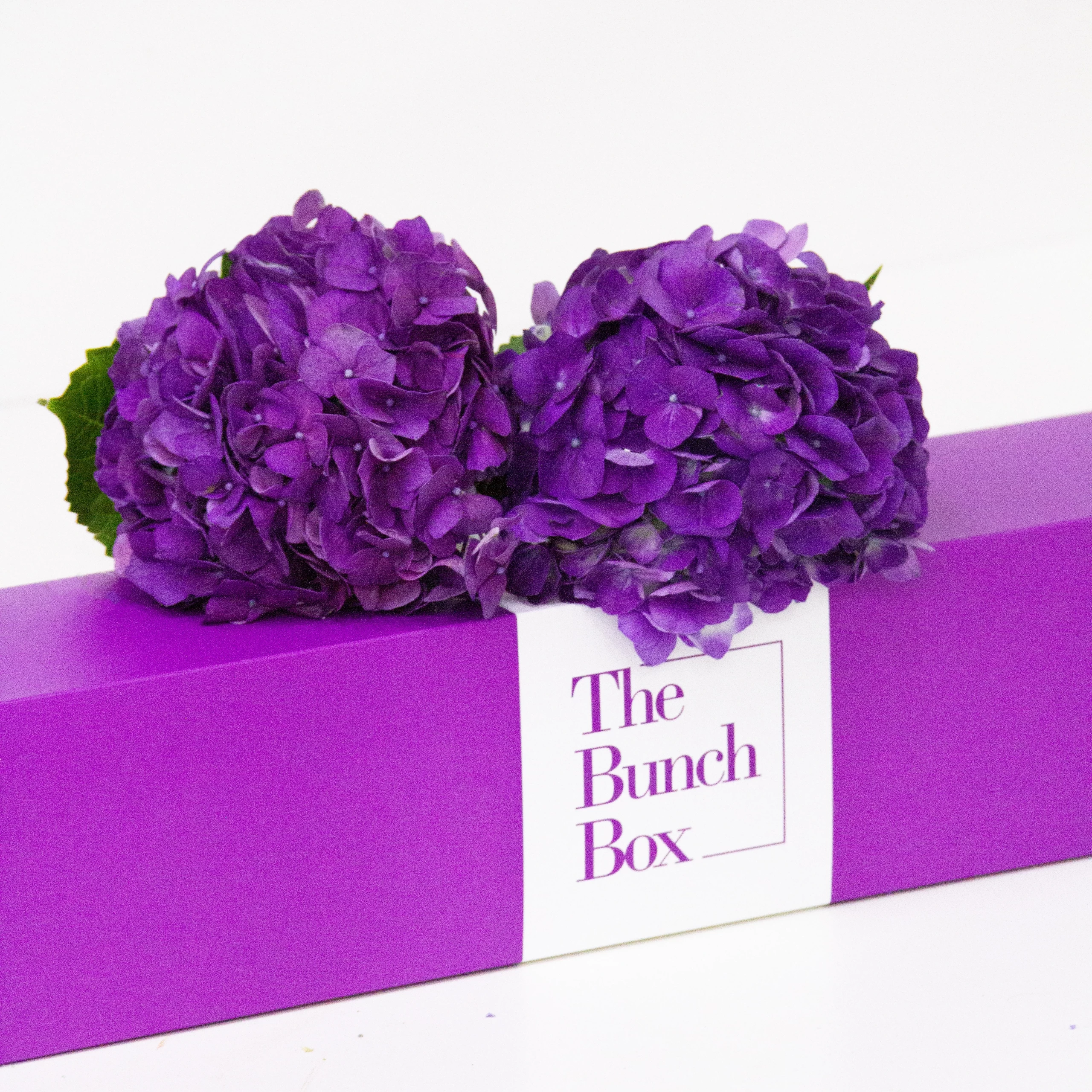Immerse yourself in vibrant beauty with 2 exquisite purple Hydrangea blooms from THE BUNCHBOX. Fresh, lush, and perfect for any occasion in Dubai.