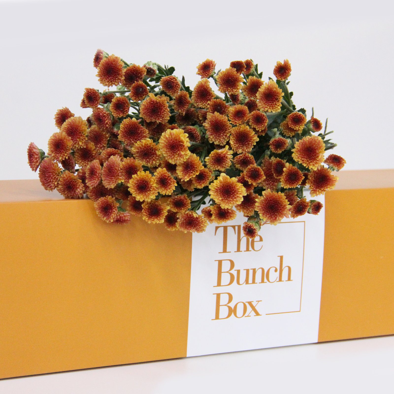 A vibrant collection of 5 unique orange Santini Madiba chrysanthemums, perfect for adding warmth and subtle charm. Fresh flowers, delivered by The Bunch Box in Dubai.