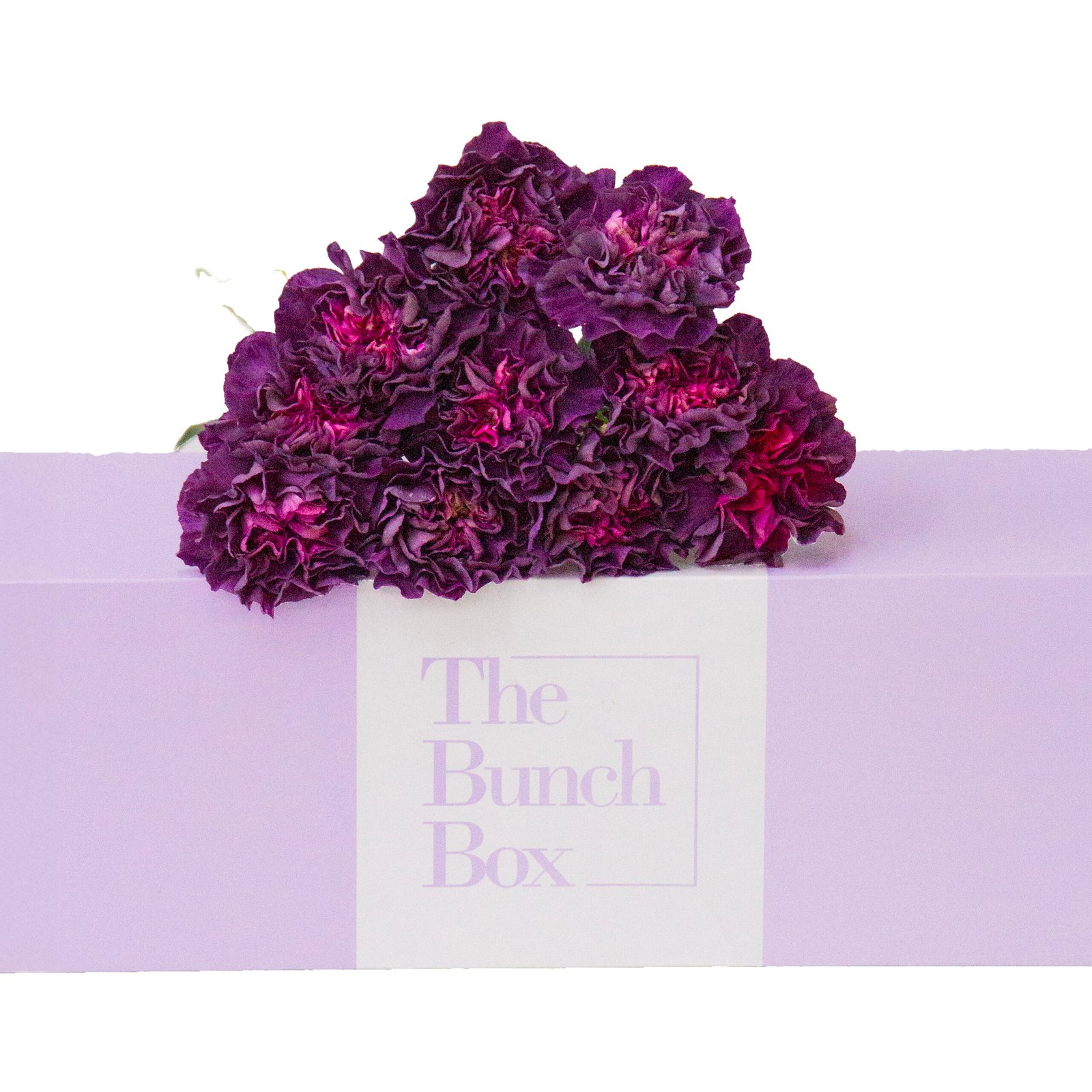 Add depth and charm with 10 exquisite Carnation Mustard Purple blooms from The Bunch Box. Fresh, long-lasting flowers delivered in Dubai.