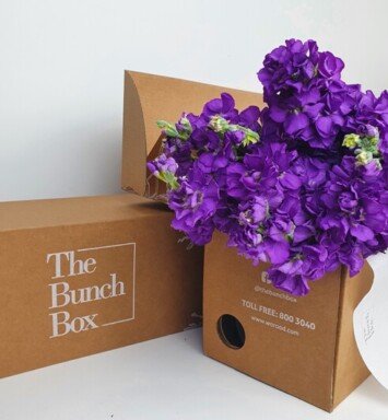 The Bunch Box Matthiola Iron Purple
