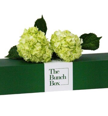The Bunch Box Hydrangea Light Green