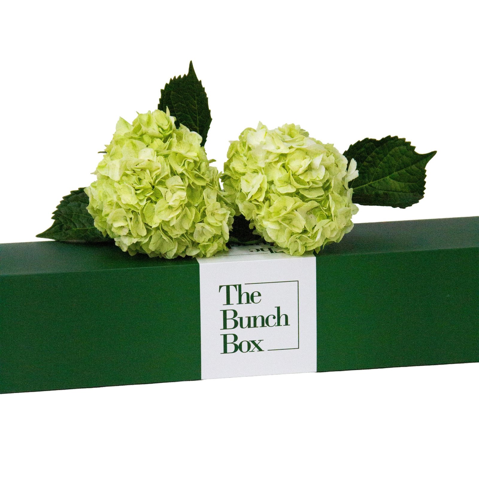 The Bunch Box Hydrangea Light Green
