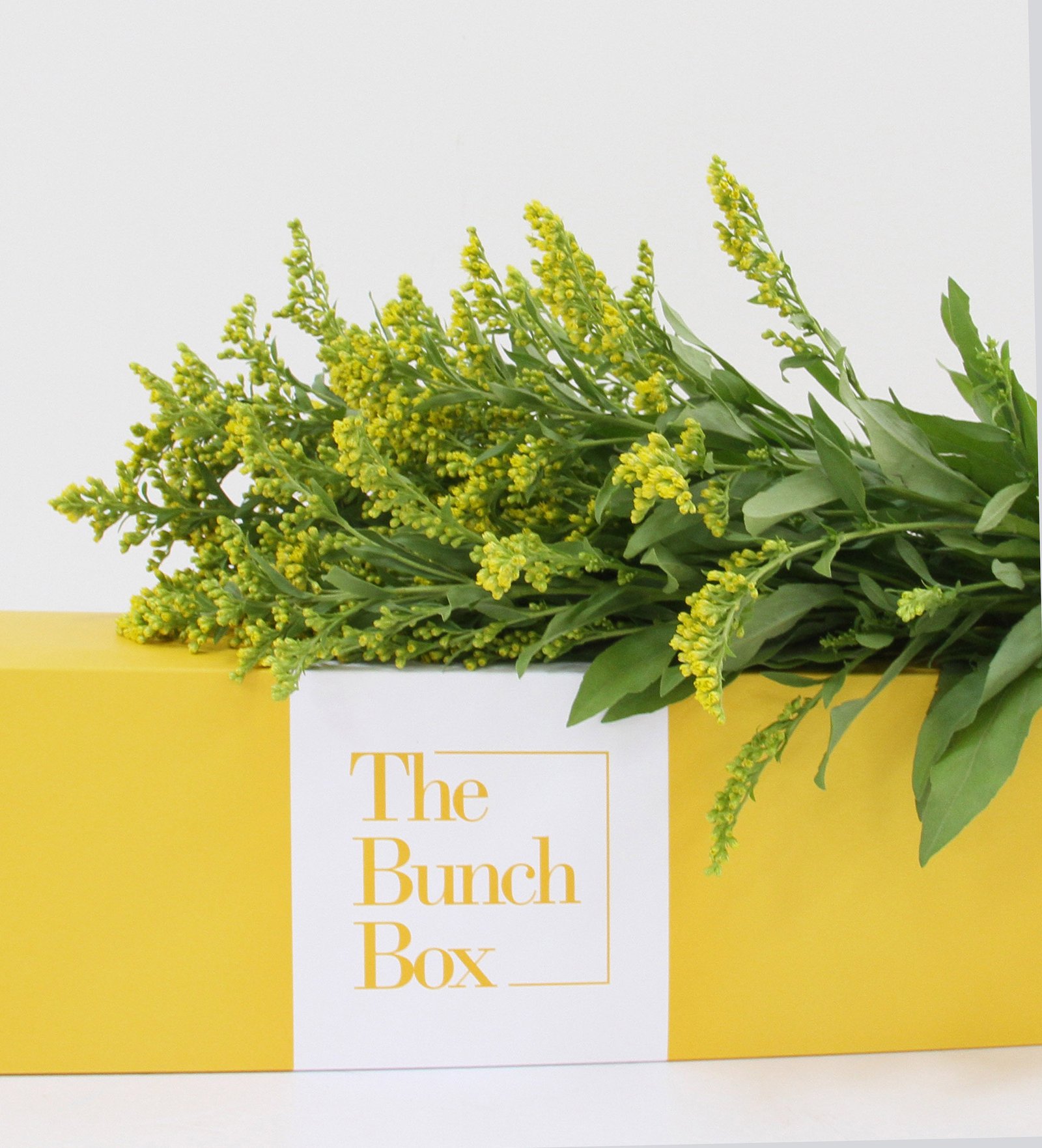 The Bunch Box Solidago Yellow