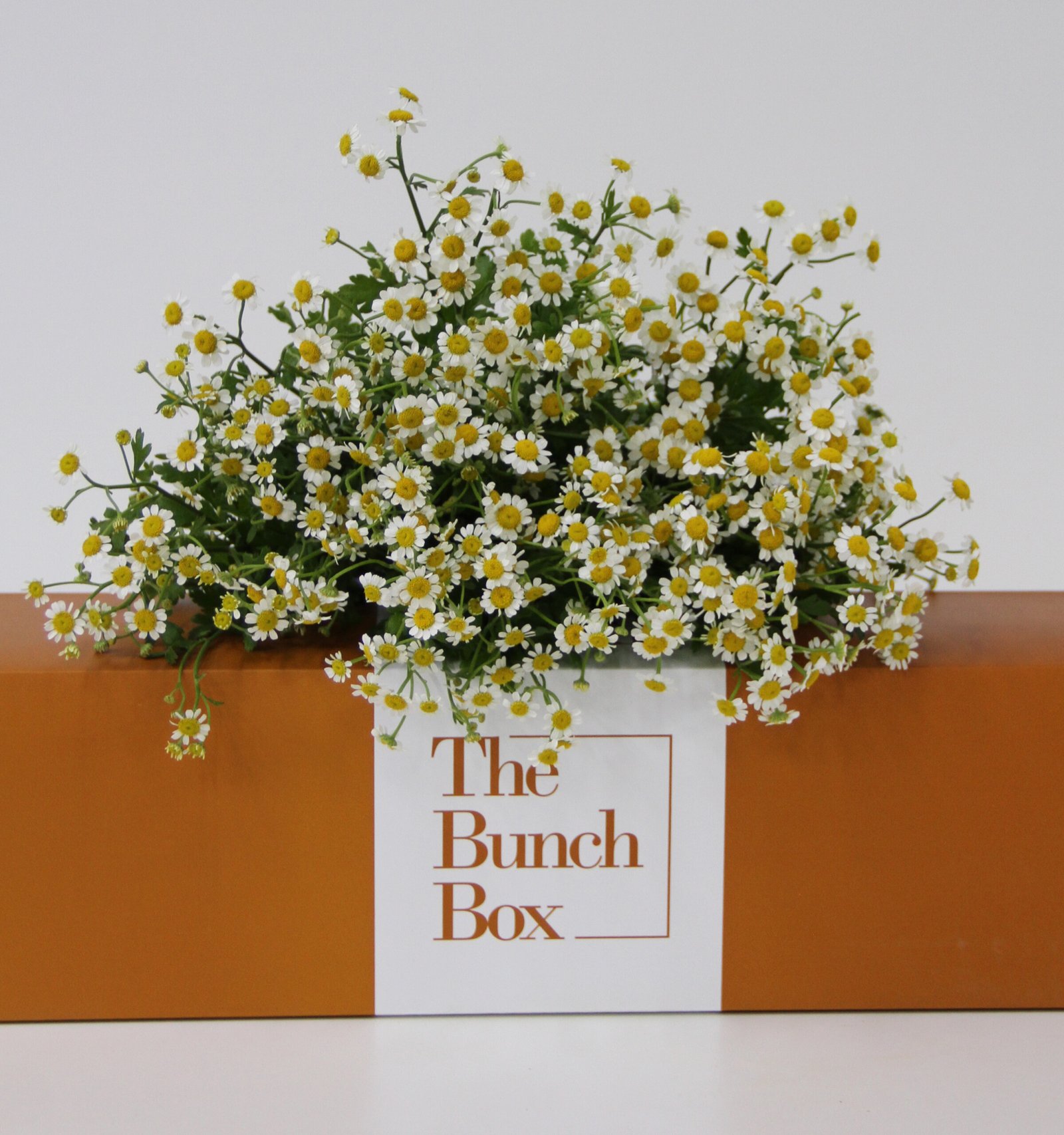 The Bunch Box Tanacetum PA Single Vegmo White